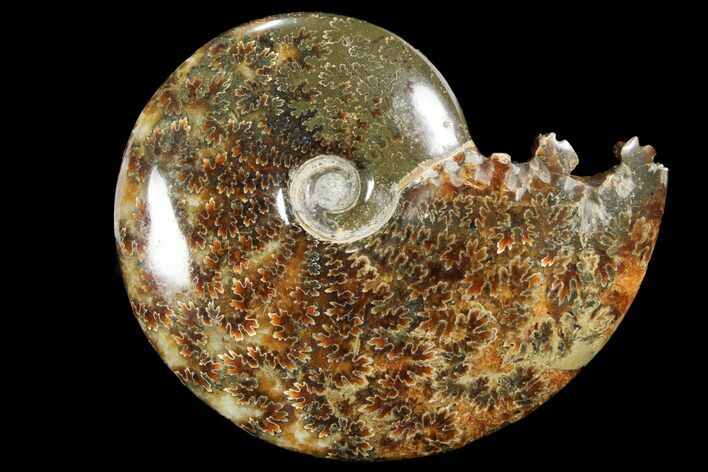 Polished, Agatized Ammonite (Cleoniceras) - Madagascar #94240